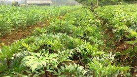Kỹ thuật trồng và chăm sóc cây Đương quy