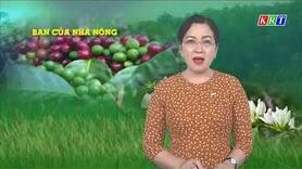 Cà phê xứ lạnh