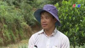 Đẩy mạnh ứng dụng công nghệ cao trong sản xuất gắn với chế biến và tiêu thụ sản phẩm