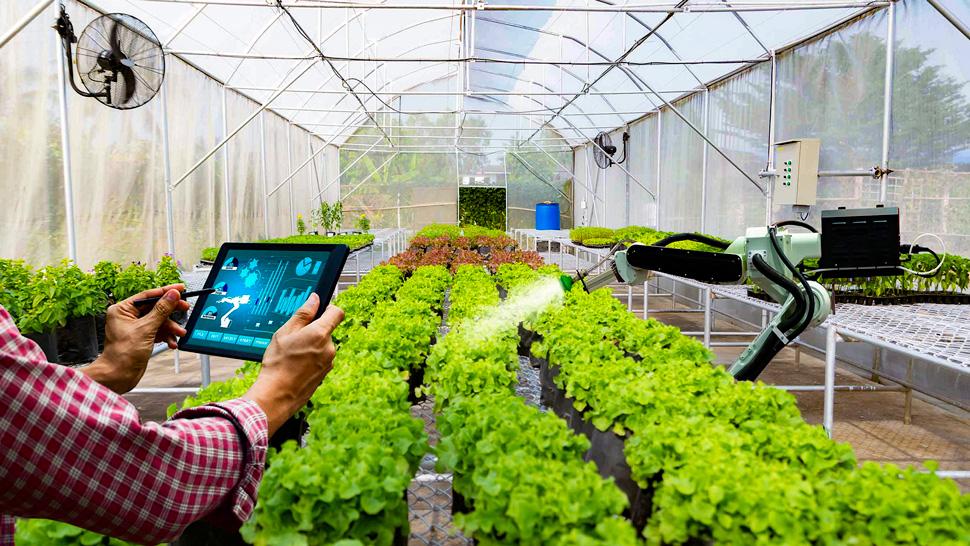 Ứng dụng IoT trên cánh đồng